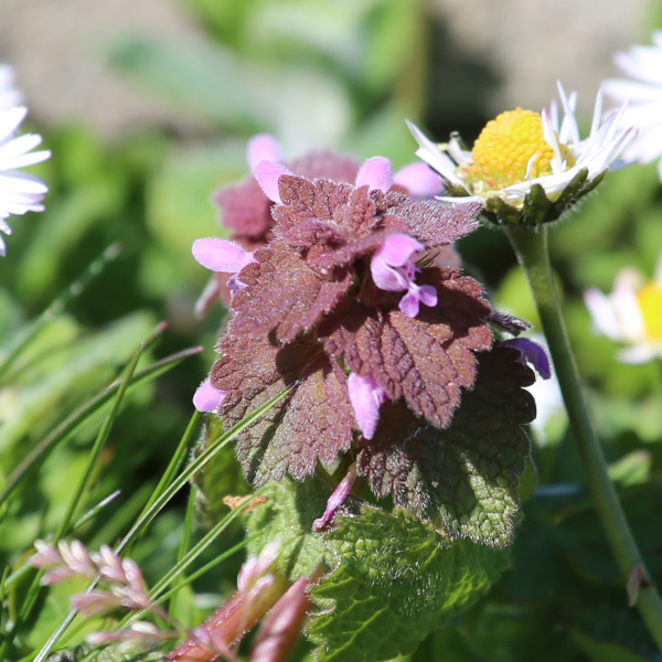 Lamier pourpre (Lamium purpureum) &copy; Nicolas Macaire / LPO